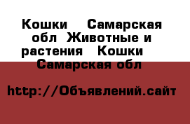 Кошки  - Самарская обл. Животные и растения » Кошки   . Самарская обл.